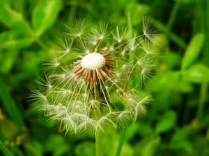 Nature Grass Plant Photography Meadow Dandelion 1326416 Pxhere.com Min 300x225